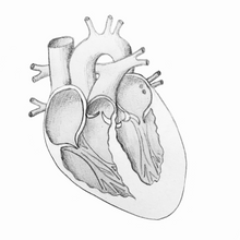 Load image into Gallery viewer, Sheep Heart Dissection Drawing