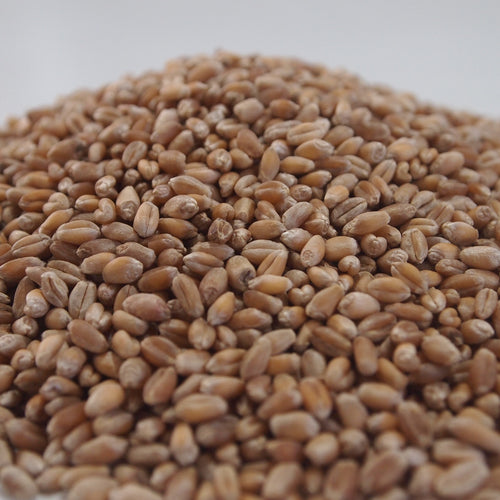 Wheat Seeds