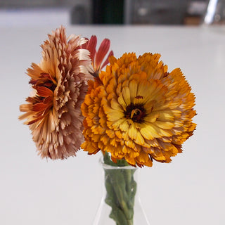 Calendula Pot Marigold Flashback Mix