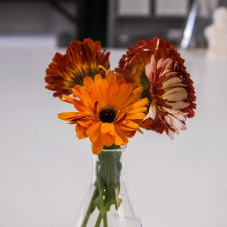 Calendula Pot Marigold Flashback Mix
