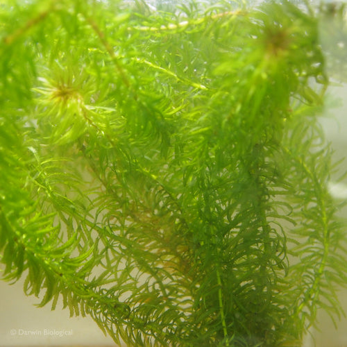 Egeria najas