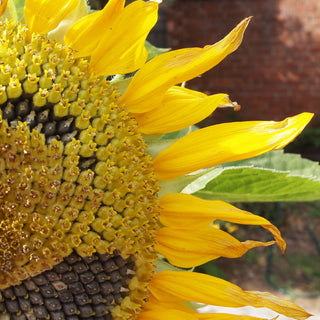 Sunflower Close Up showing seeds