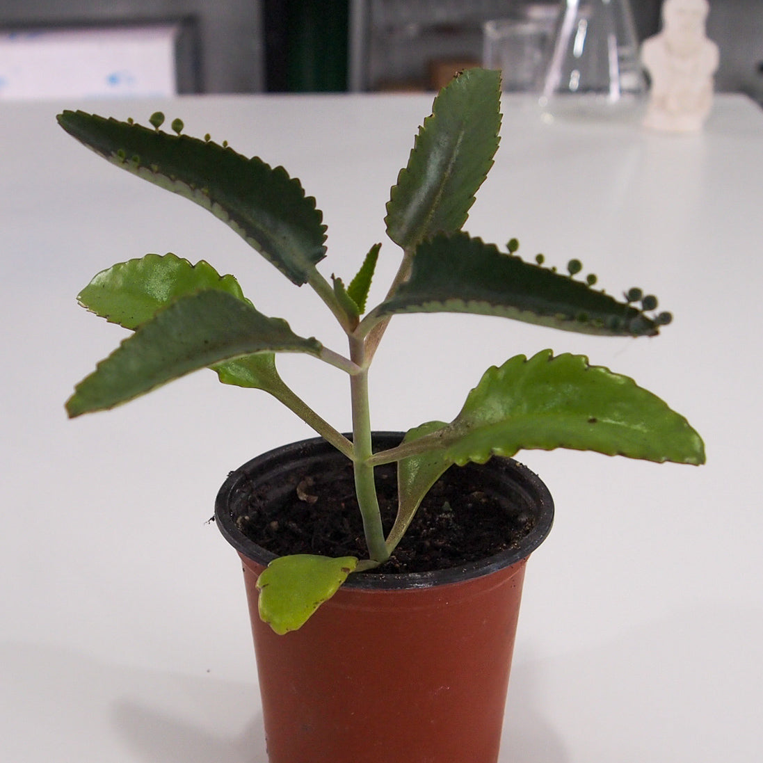 mexican hat plant indoor or outdoor Mexican Hat Plant | Biology Supplies