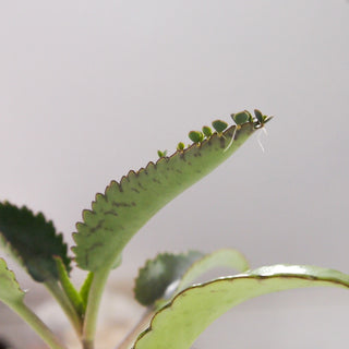 Mexican Hat Plant with Plantlet Close-Up