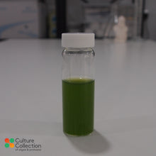 Load image into Gallery viewer, Scenedesmus quadricauda in glass bottle