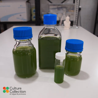 Scenedesmus quadricauda range in bottles