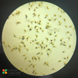 Pyrocystis lunula under microscope x100