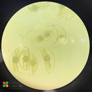 Pyrocystis lunula under microscope x400