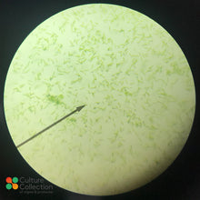Load image into Gallery viewer, Euglena gracilis under microscope x100