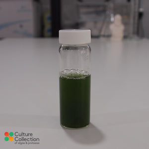 Euglena gracilis in bottle