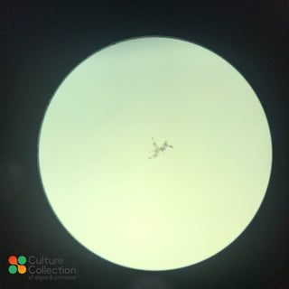 Amoeba borokensis under microscope x100