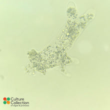 Load image into Gallery viewer, Amoeba borokensis under microscope
