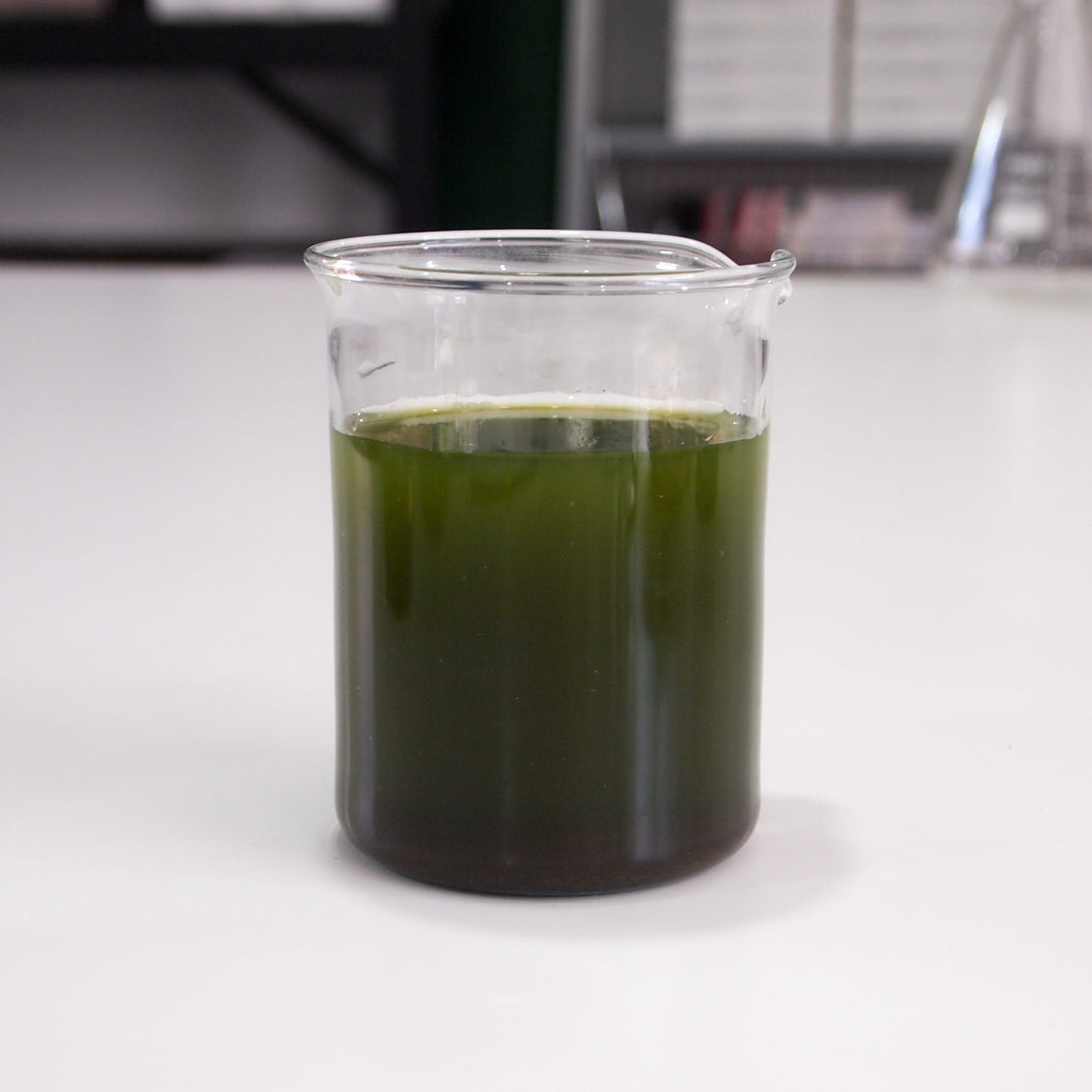 Sample of British wildlife pond water