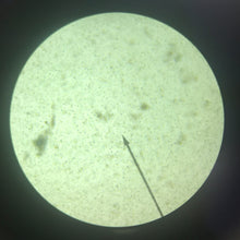 Load image into Gallery viewer, British wildlife pond water under microscope