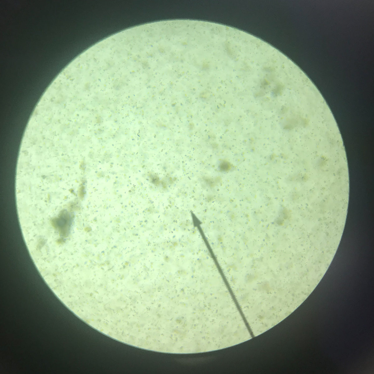 Pond Water Biology Supplies Darwin Biological