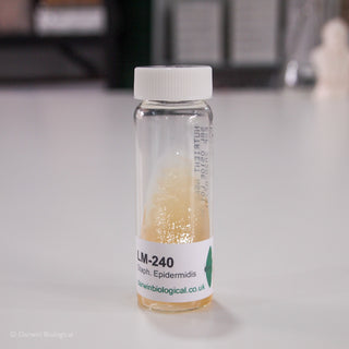 Staphylococcus Epidermidis Bacteria Culture
