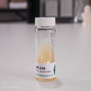 Staphylococcus Epidermidis Bacteria Culture
