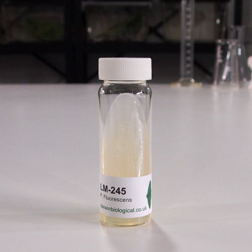 Pseudomonas Fluorescens