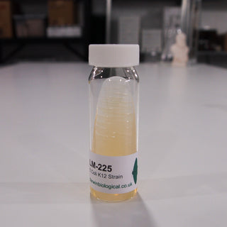 E.Coli K12 Bacteria Culture