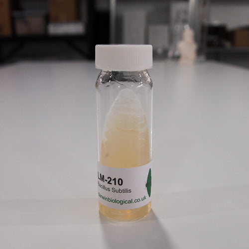 Bacillus Subtilis Bacteria Culture