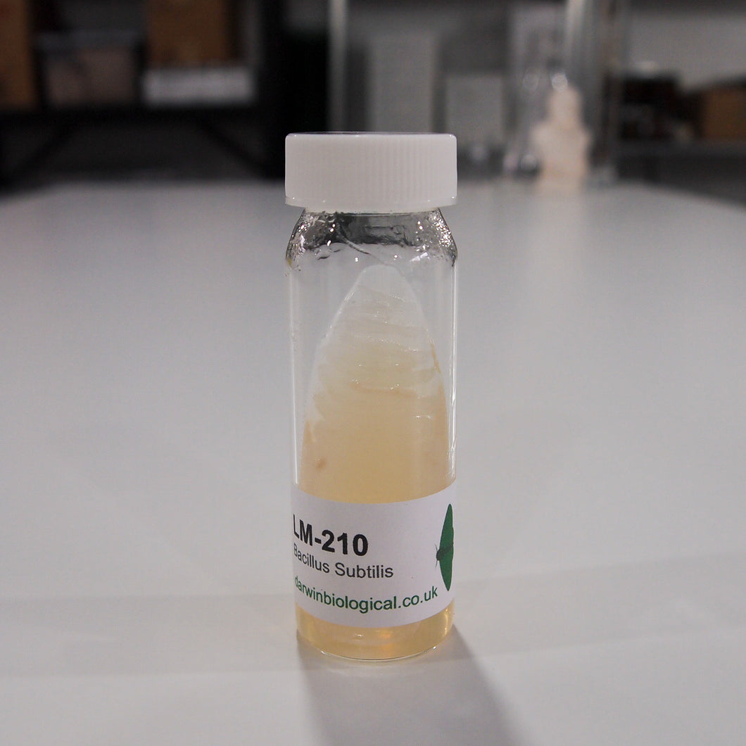 Bacillus Subtilis Bacteria Culture