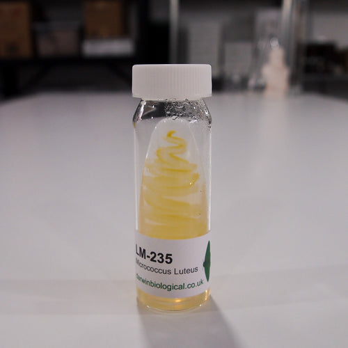 Micrococcus Luteus Bacteria Culture