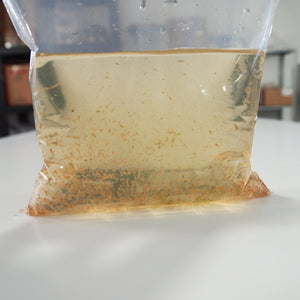 Daphnia Water Fleas in a bag