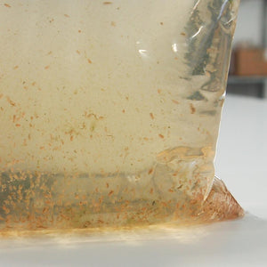 Daphnia Water Fleas