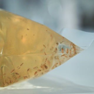 Daphnia Water Fleas Close Up