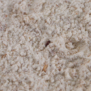 Flour Beetles Tribolium Confusum