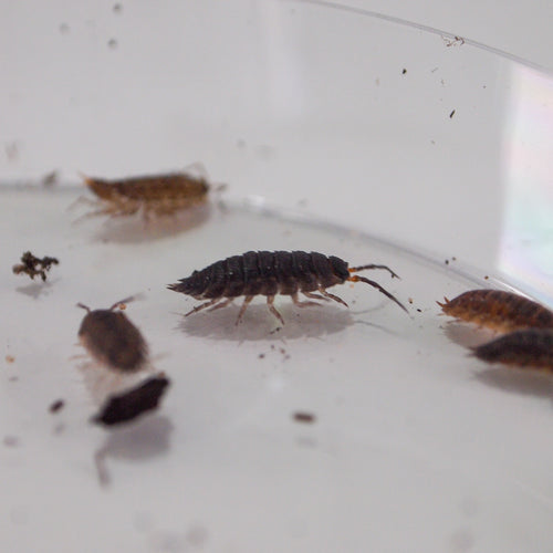 Woodlice