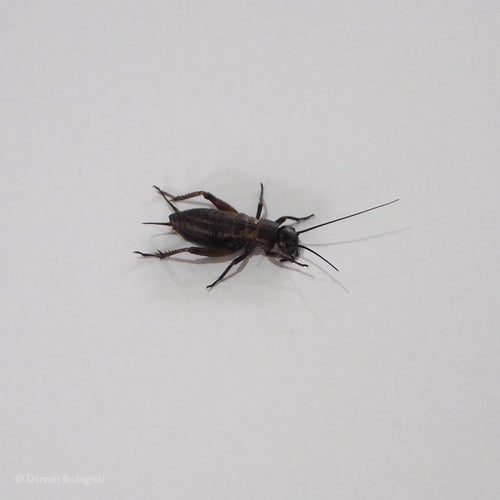 Black Cricket