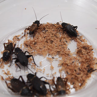 Black Crickets with Bran