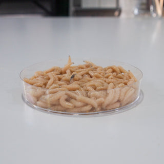 Blowfly White Maggots 200