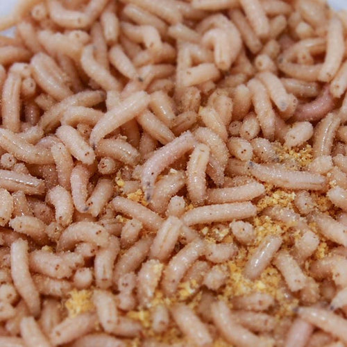 Blowfly White Maggots Close-Up
