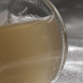 Vinegar Eel
