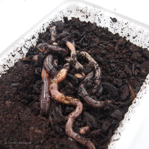 Earthworms in tub