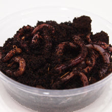 Load image into Gallery viewer, Dendrobena Composter Worms in tub