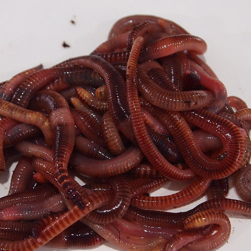 Dendrobena Worms Close Up