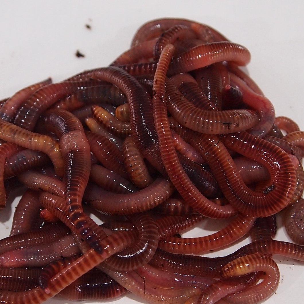 Dendrobena Worms Close Up