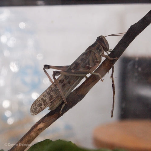 Adult Desert Locust on Branch