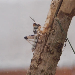 Locust on Stick