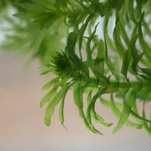 Load image into Gallery viewer, Elodea Pond Weed