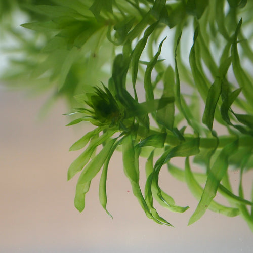 Elodea Pond Weed