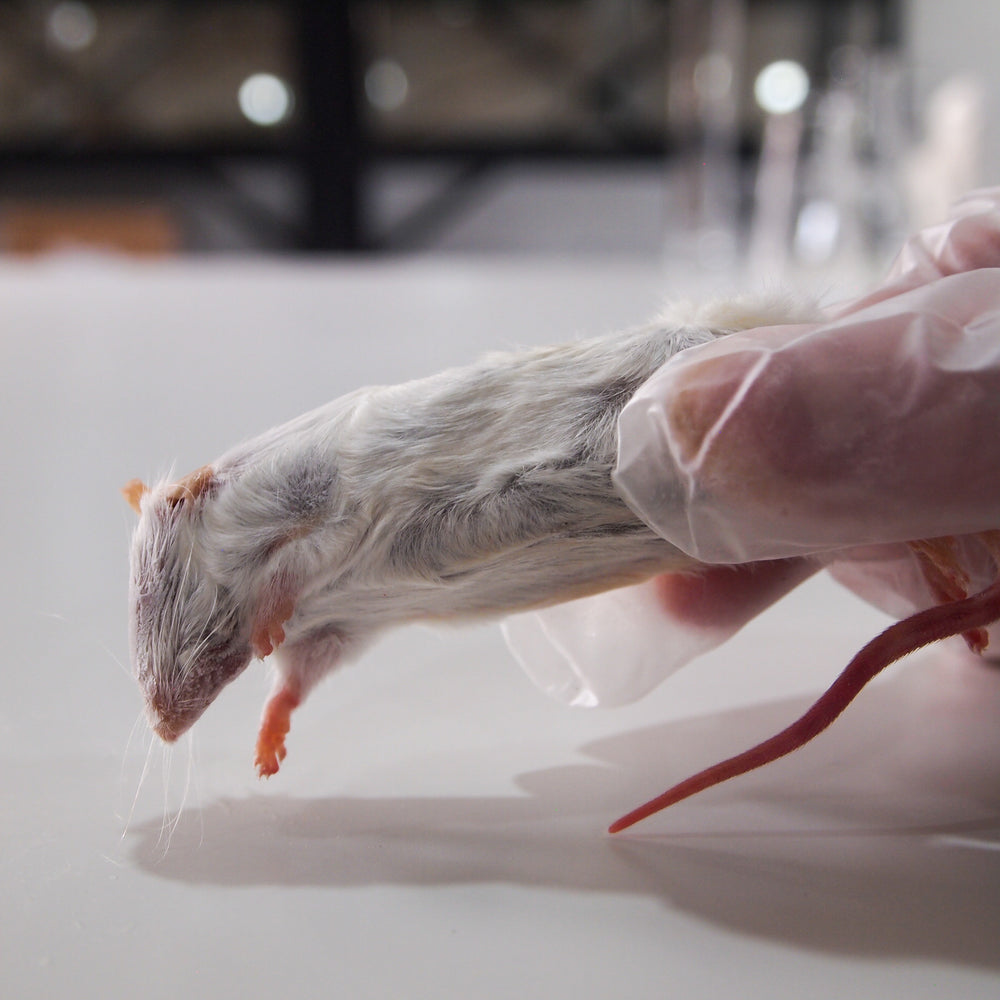 Frozen Mouse | Biology Supplies - Darwin Biological