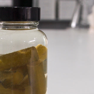 Preserved Helianthus Sunflower Stem