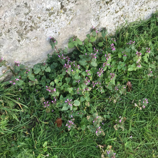 Preserved Lamium (Dead Nettle) Stem