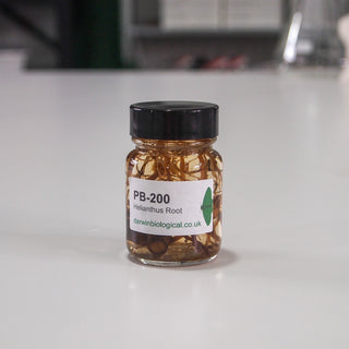 Preserved Helianthus Sunflower Root