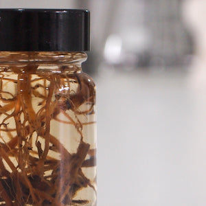 Preserved Helianthus Sunflower Root
