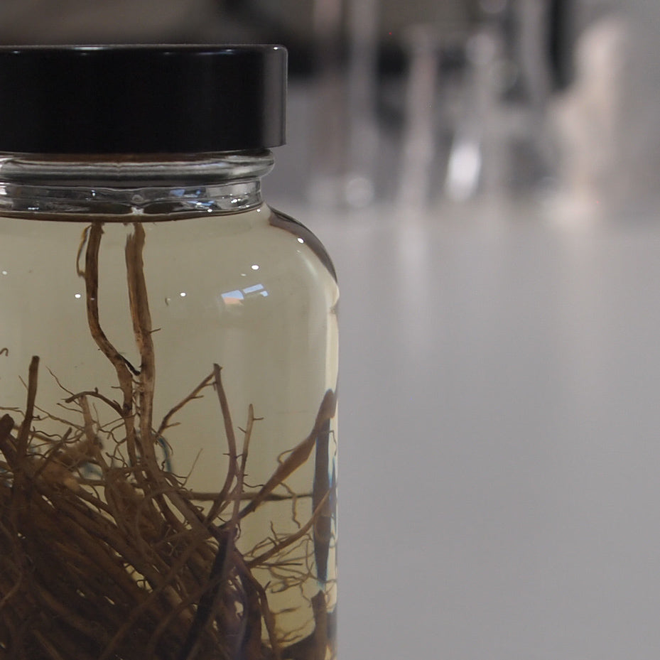 Preserved Buttercup Ranunculus Roots